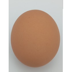 Huevos de Patos