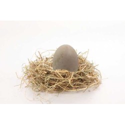 Huevos de Patos