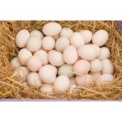 Media docena de huevos de Pato