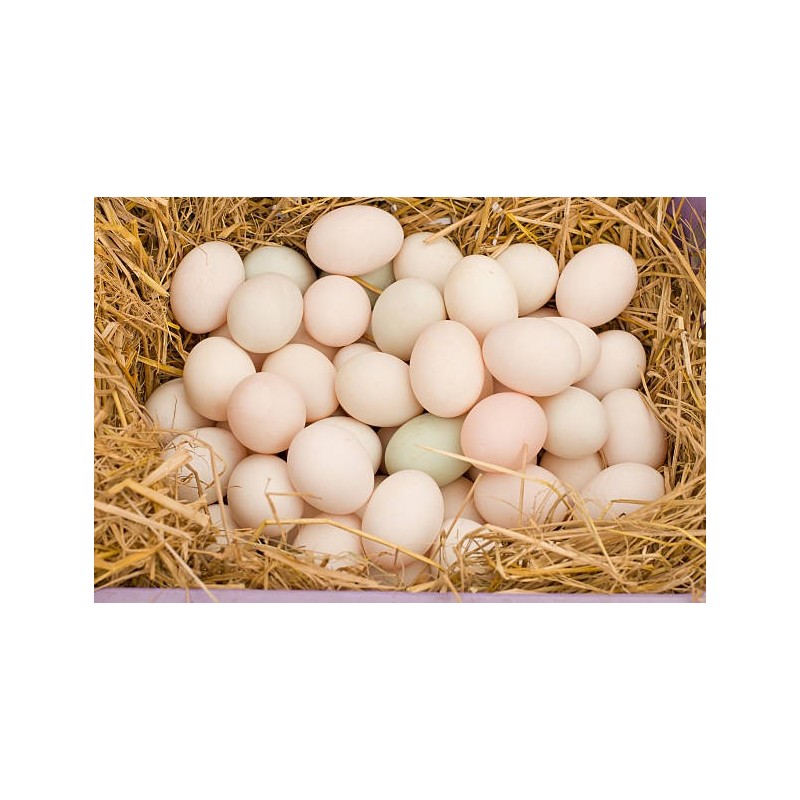 Media docena de huevos de Pato Media docena de huevos de Pato