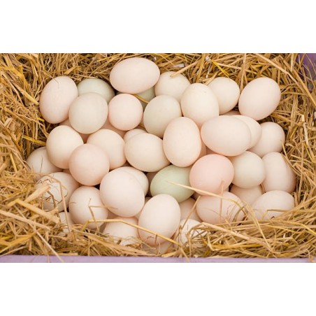 Media docena de huevos de Pato