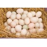 Media docena de huevos de Pato