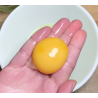 Yema de huevo de Pato